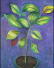 Lima Bush -- 24" x 30" -- oil on canvas